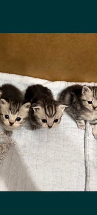 Продам котят 2''