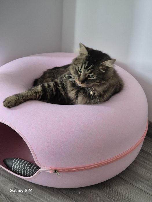 Ofer servicii de cat sitter/bona pisici  - la domiciliul meu sau al pisicii.  Cazare+hrana+joaca