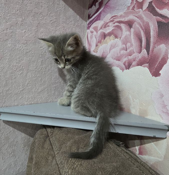 Котята шотландцы(.2 девочки.)