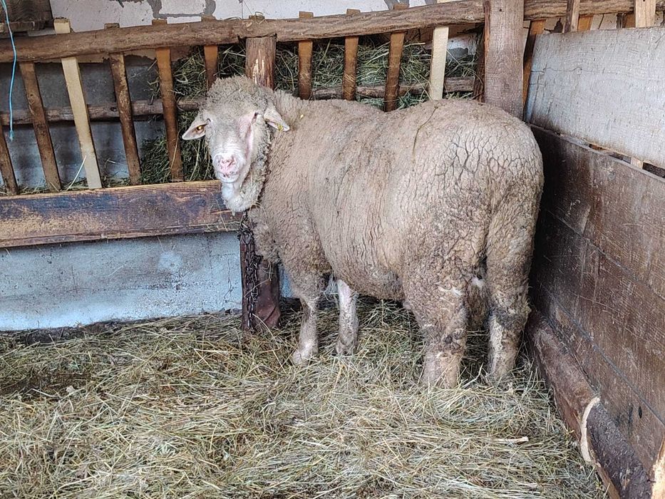 Miel Merinos - varsta 3 ani.