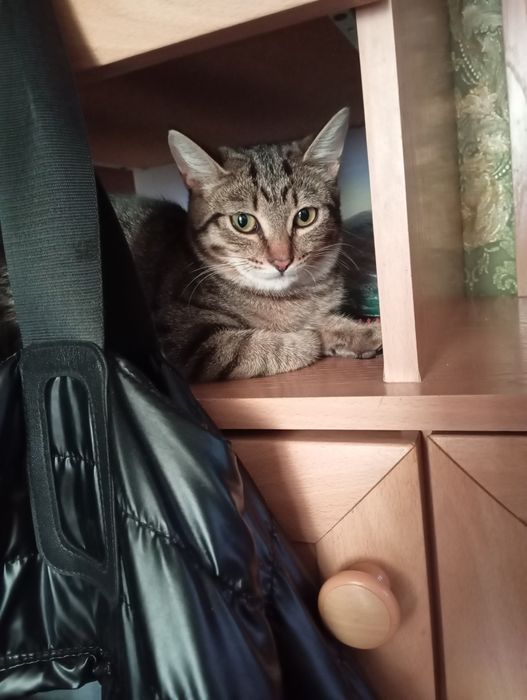 Отдам в добрые руки кошечку