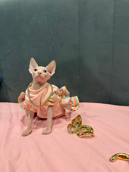 Девочка сфинкс от премиальных родителей