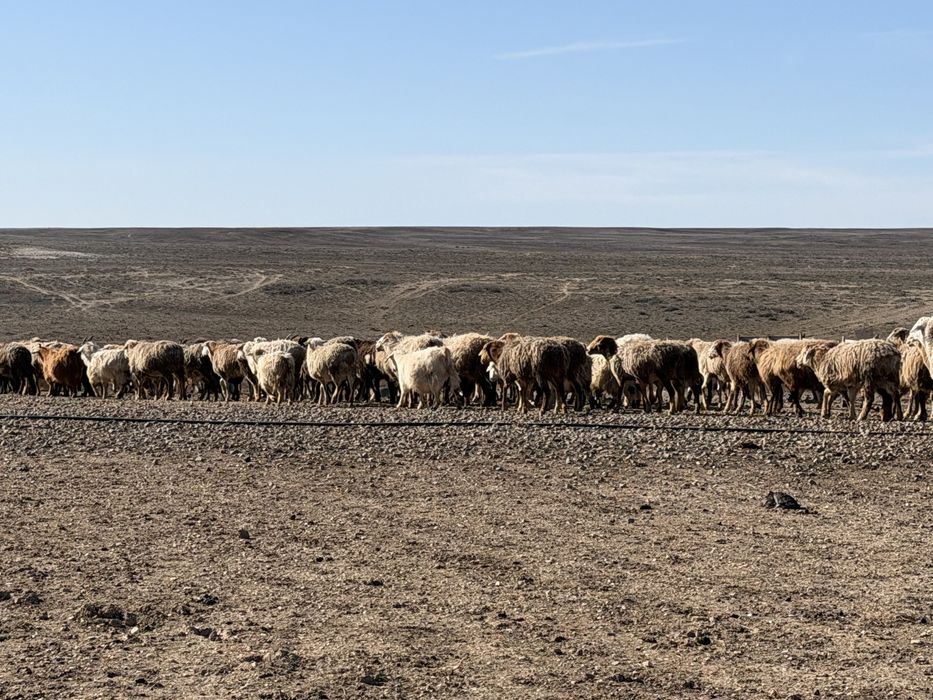 Қой, қозы, ешкі, лақ (тек бірге сатылады)