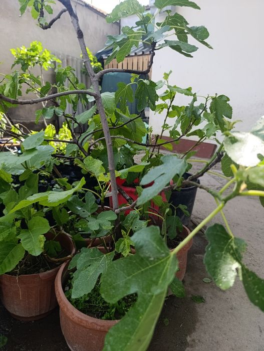 Анжир кучат инжир.. 50минг с