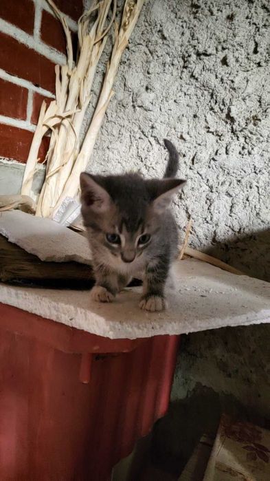 Подаряваме малки котета