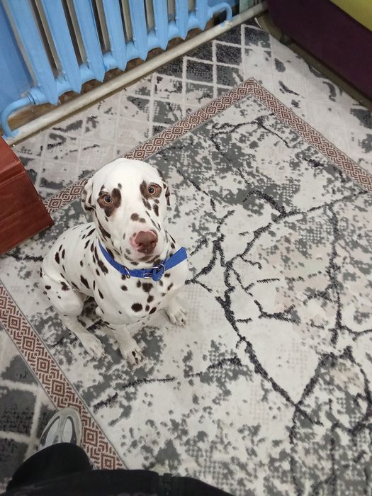 Продается собака