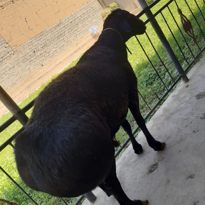 Qassob-qassob qassobchilik xizmati