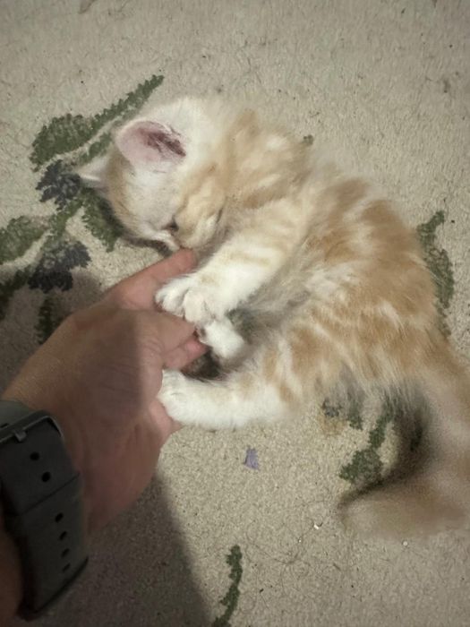 Котята 2 месяца, готовы к переезду