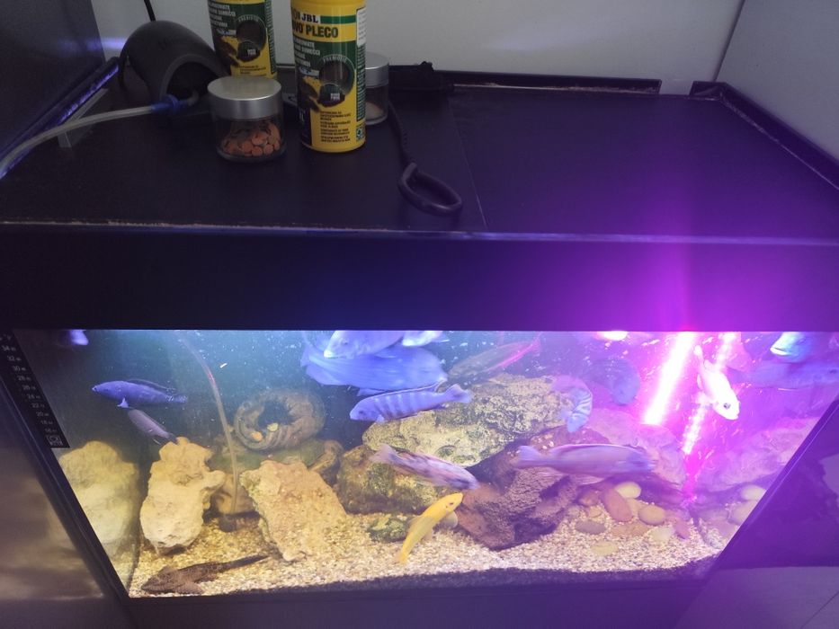 Vand acvariu complet