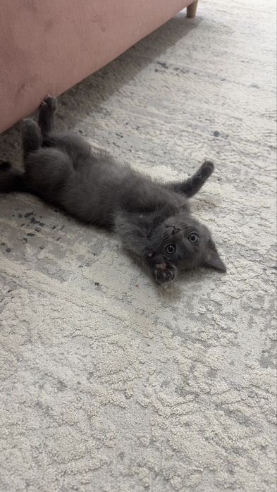 Котенок 1,5 месячный девочка