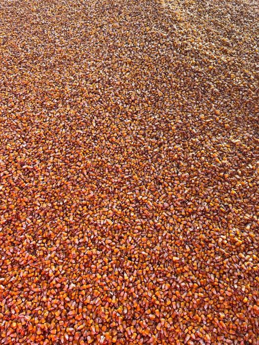 Porumb boabe recolta 2025