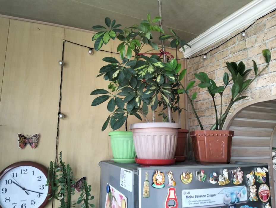 Комнатные растения