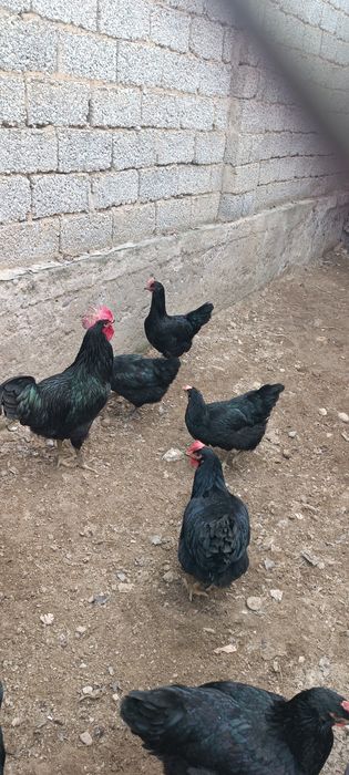 Кора Шахзода тухум ва жожалари бор