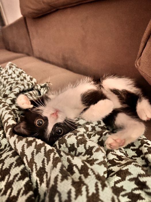 Котенок в поиске семьи