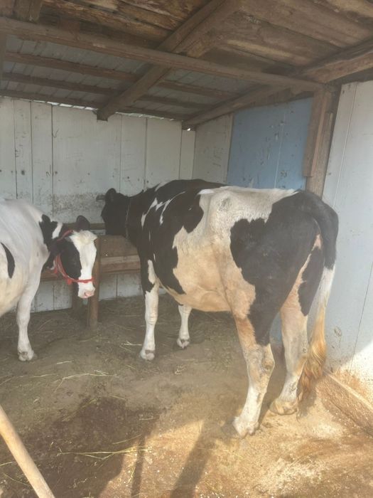 Vând vaca.    .         .