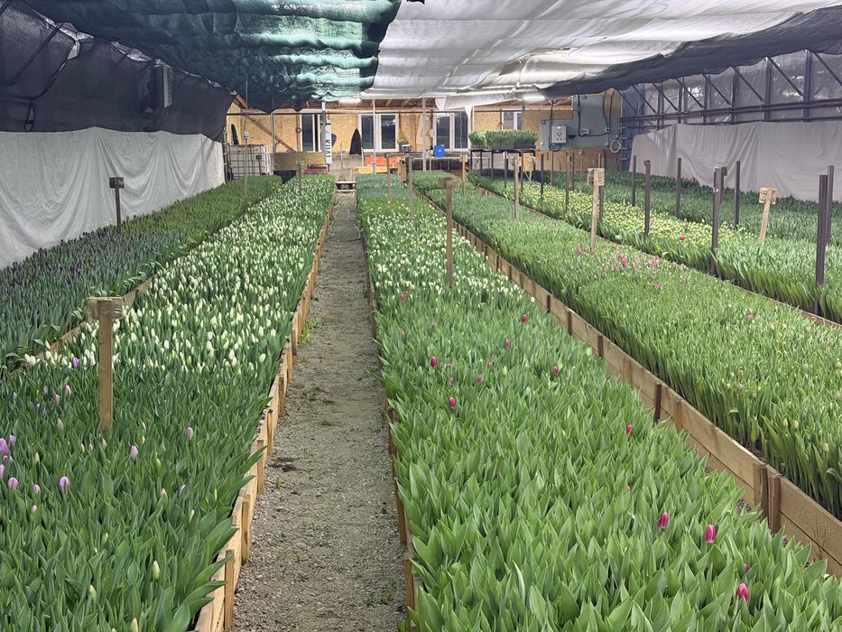 Тюльпаны на 8 марта , с теплицы!