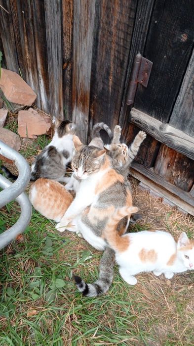 Котята в добрые руки
