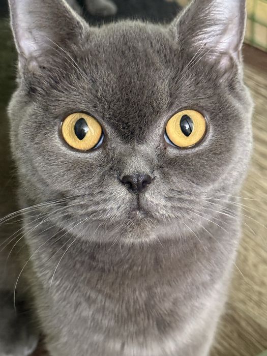 Катята скоттиш фолд и страйт