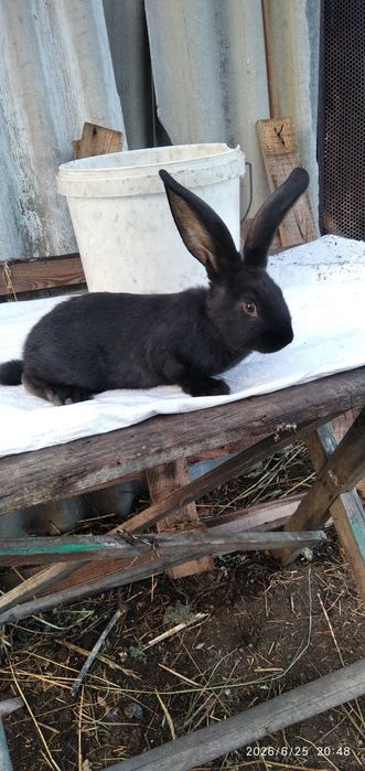 Продам кроликов.