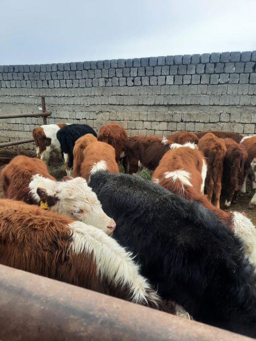 Быки Ак бас потсостар