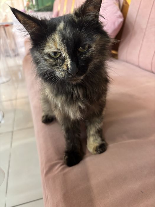 Котята бесплатно, в добрые руки