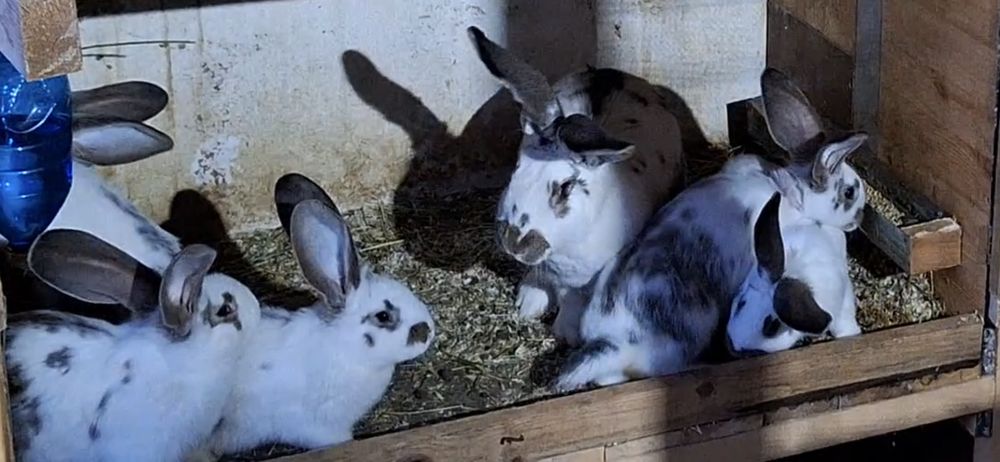 Белгийски великани