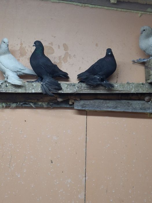 Продам голубей бойных
