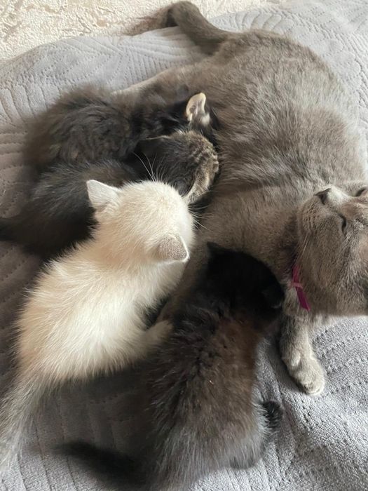 Котята бесплатно