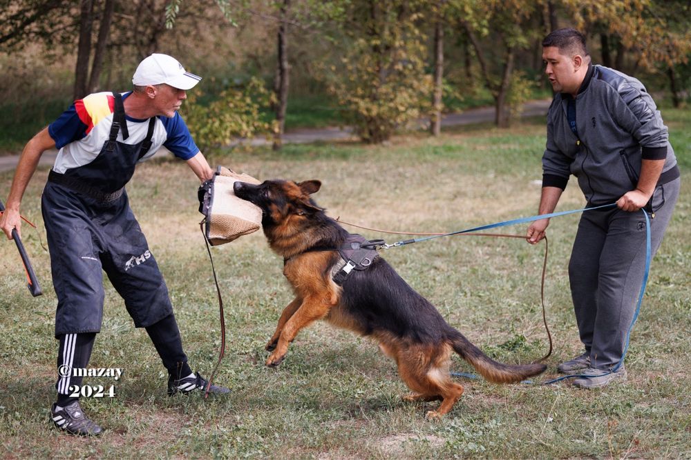 Немецкая овчарка щенки
