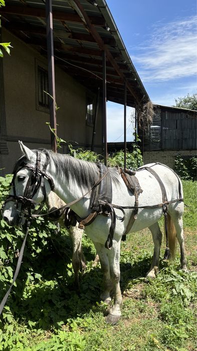 Продам бричку в комплекте,ат арба сатылады