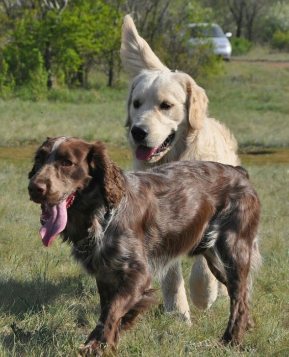 Вязка Русский Охотничий Спаниель