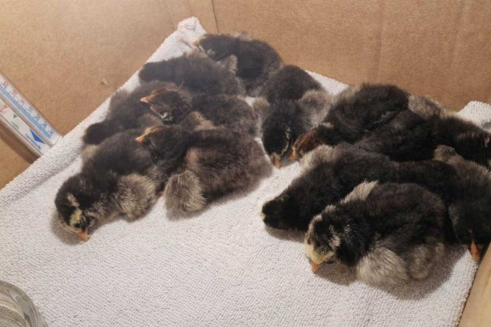 Сребърно кантиран виандот пилета