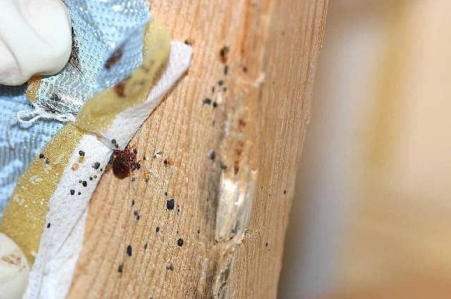 Уничтожение дезинфекция таракан клапа Скорпион каламуш дезинфекции