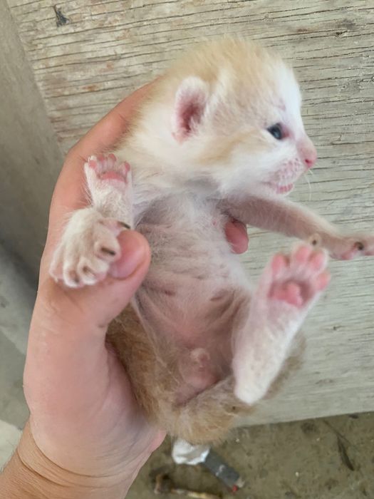 Вислоухий котёнок