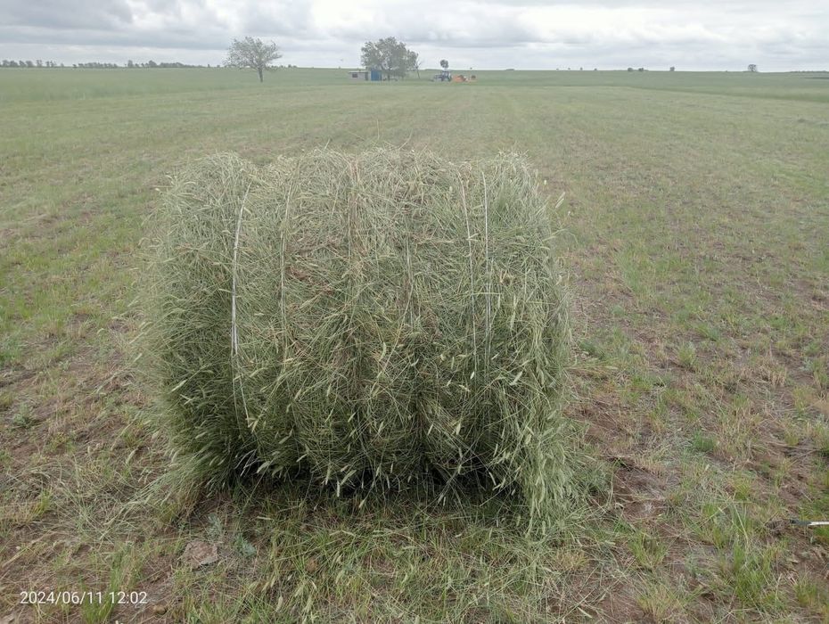 Продам свежий житняк