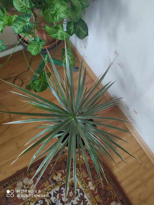 Комнатные растения.