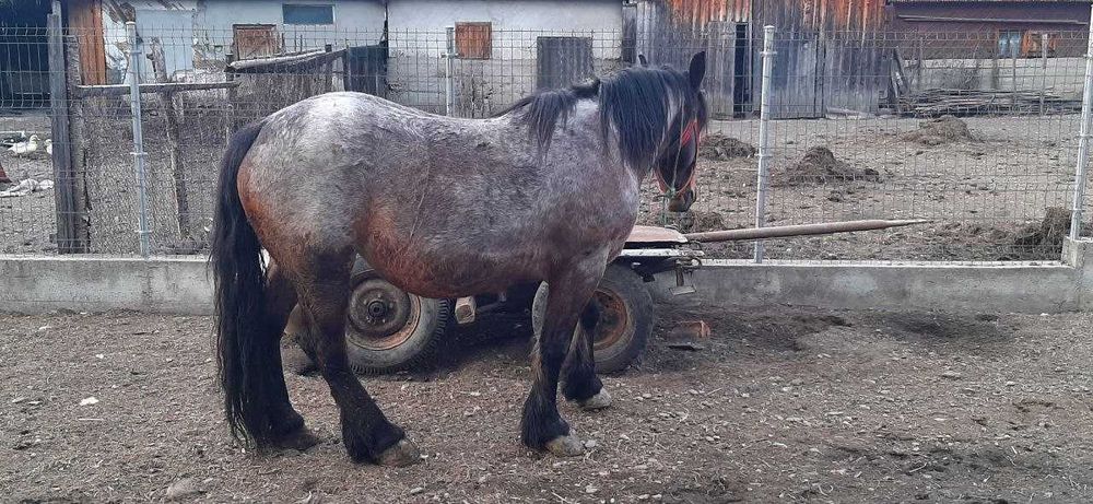 Vand iapa foarte blanda