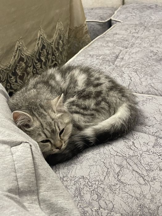 скоттиш шиншилла мушукча сотилади