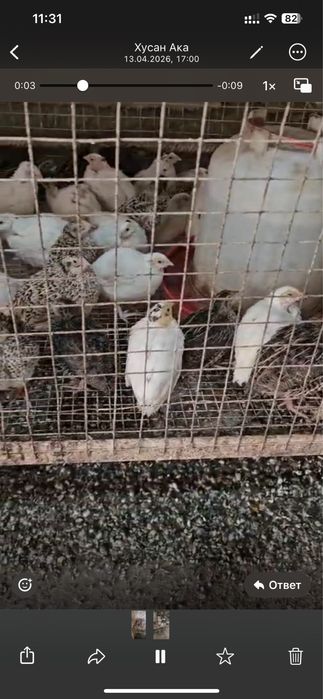 Бөдене  балапандары бар