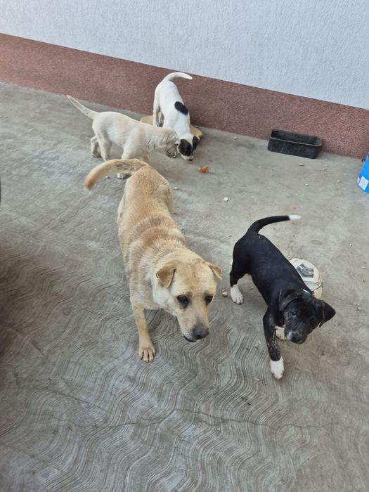 Donez  cățeii Șarpei cu Metiș