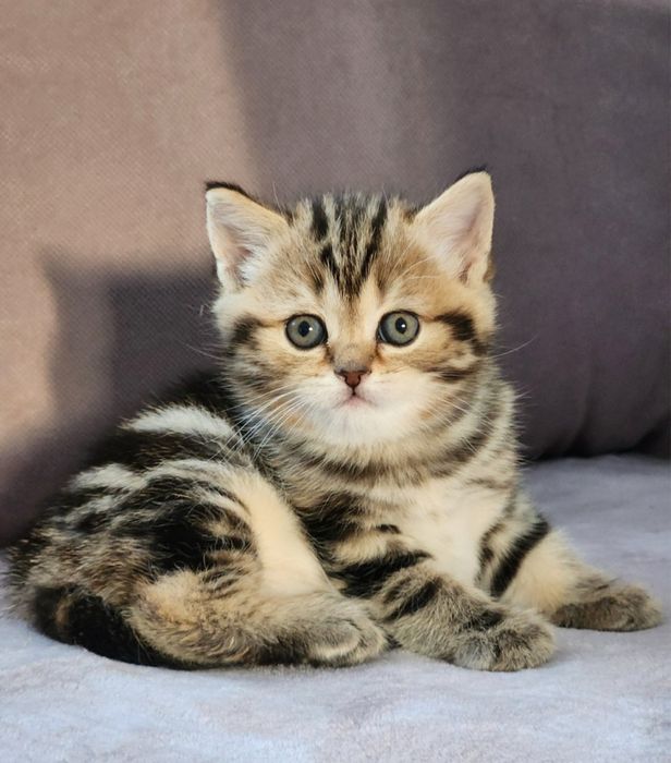 Мраморные Котятки