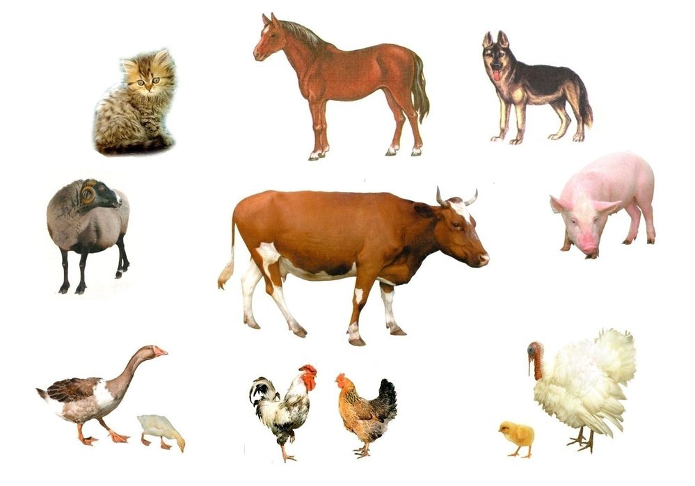 Мел кормовой молотый