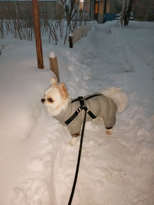 Продам щенка Чихуахуа