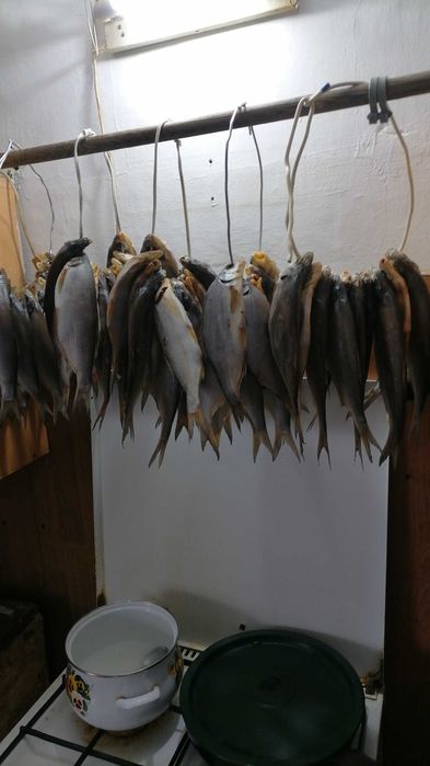 Продам рыбу ребец