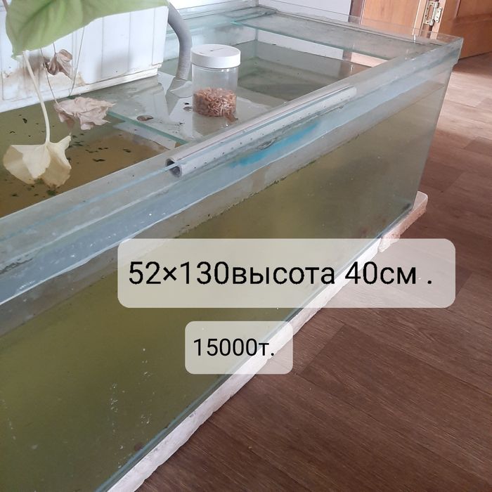 Аквариумы. Раимбека Тлендиева