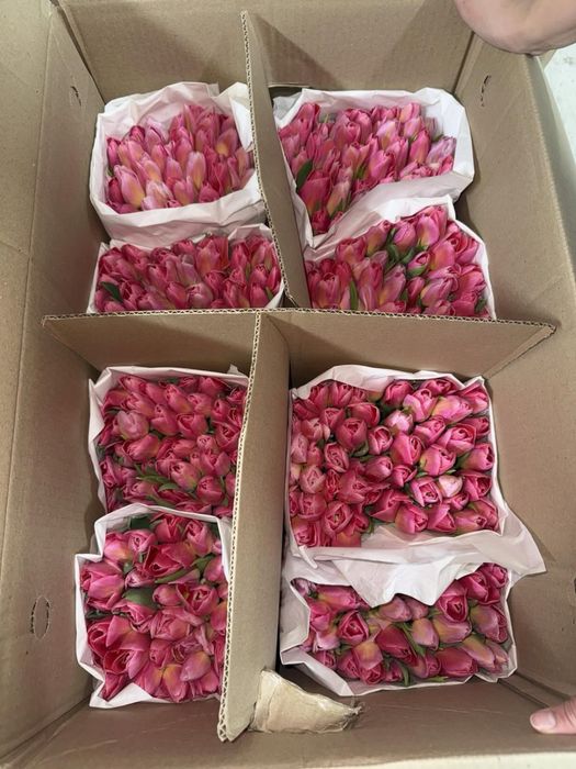 Тюльпаны к 8 Марта  Оптом и в розницу.