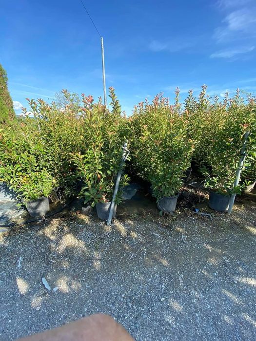 Tei platan stejar rosu