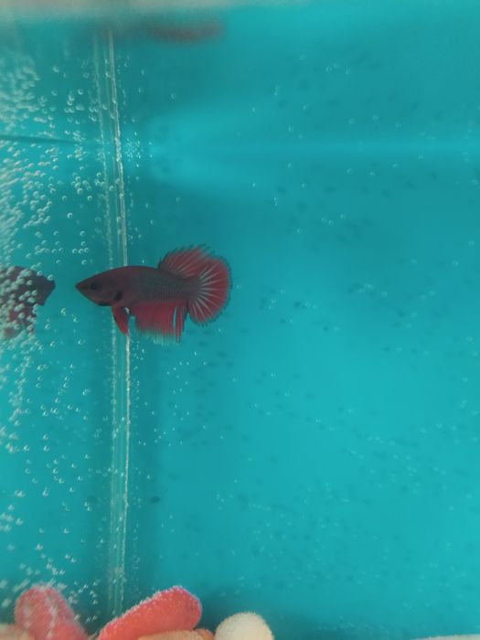 Петушок в кубике