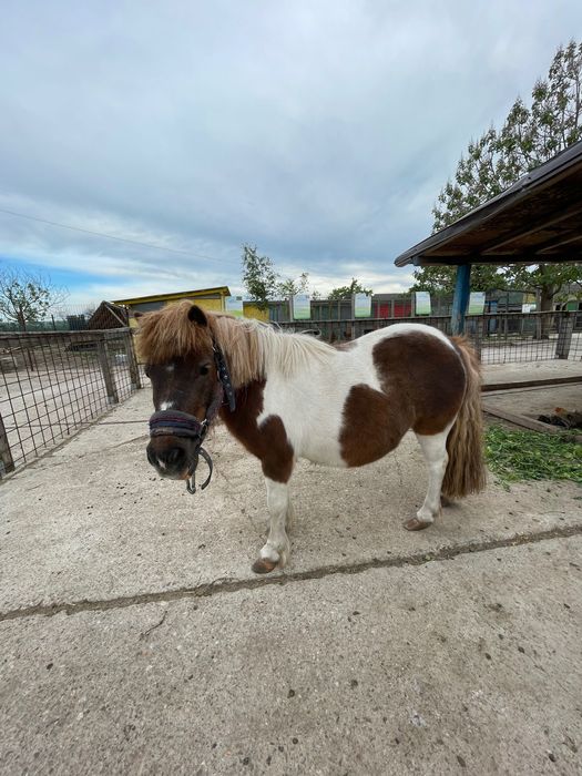 Vand ponei femelă, culoare deosebită, blândă