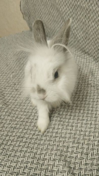 Продам кролика домашнего со сеткой вместе